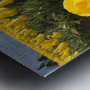 Wooden Shoe Tulip Farm IMG 8311 Metal print