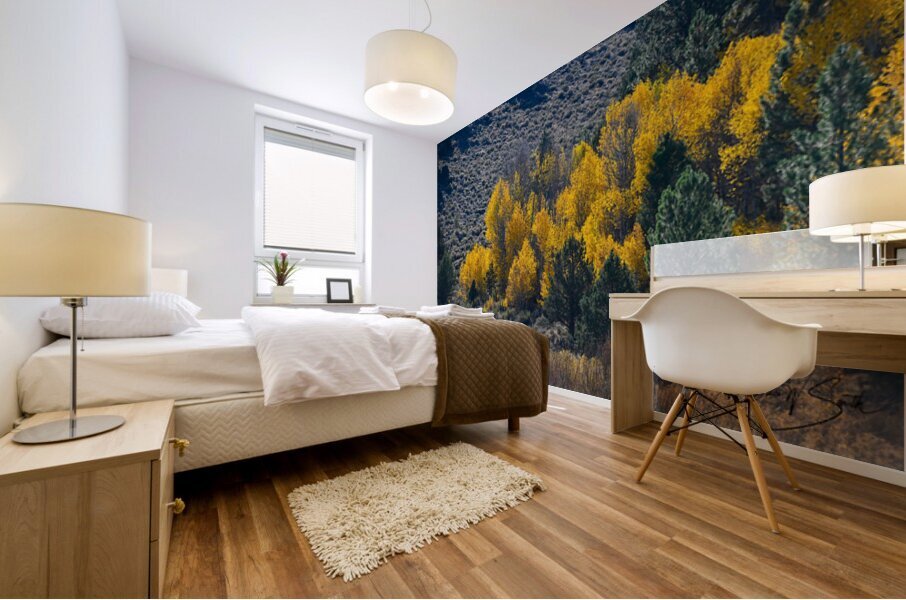 Fall Tree Grove BWS 2179 Mural print