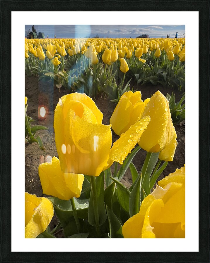 Wooden Shoe Tulip Farm IMG 8311 Picture Frame print