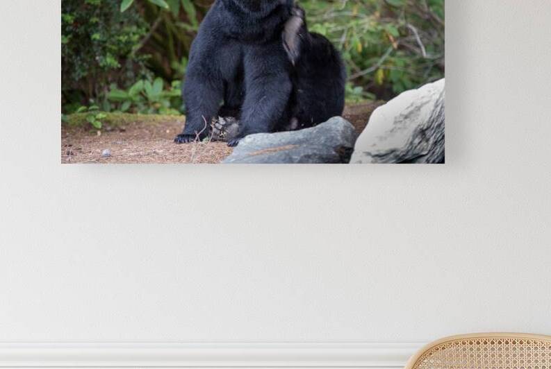 Oregon Black Bear  BWS 5055 by Bruce W Smith