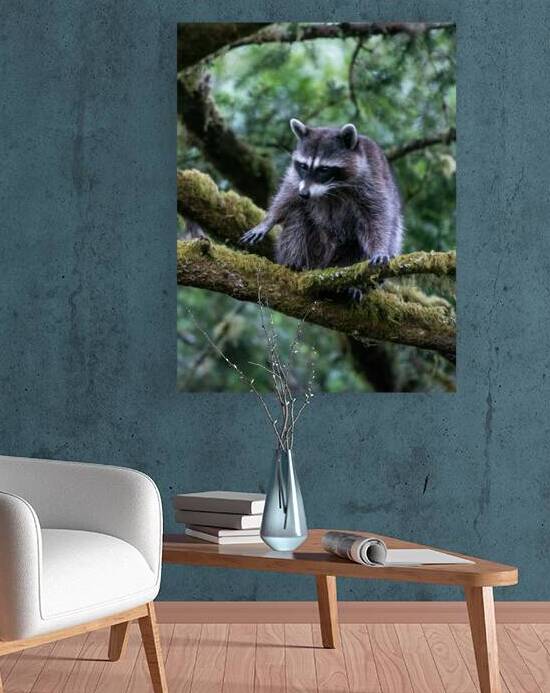 Coast Racoon A18 7955 by Bruce W Smith