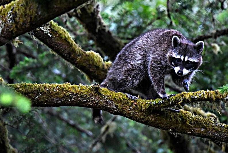 Racoon A18 7954 by Bruce W Smith