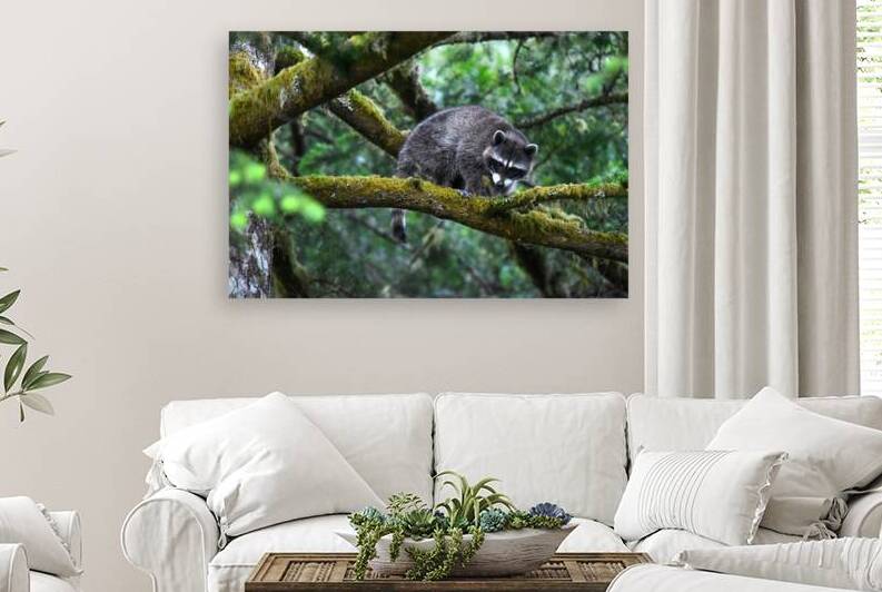 Racoon A18 7952 by Bruce W Smith