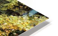 IMG 4686 HD Metal print