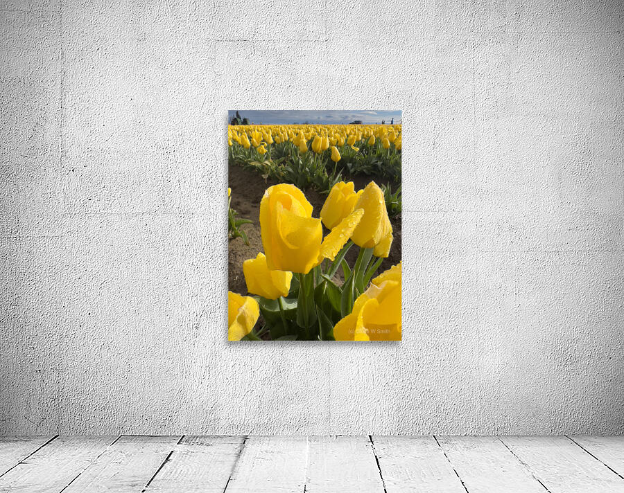 Wooden Shoe Tulip Farm IMG 8311 Wall Preview