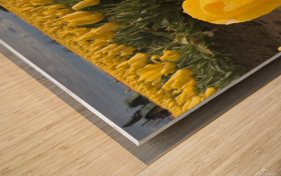 Wooden Shoe Tulip Farm IMG 8311 Wood print