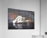 Swan 3 BW Acrylic Print