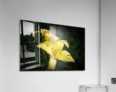 Yellow Daylily Acrylic Print