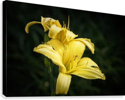 Yellow Daylily Canvas Print