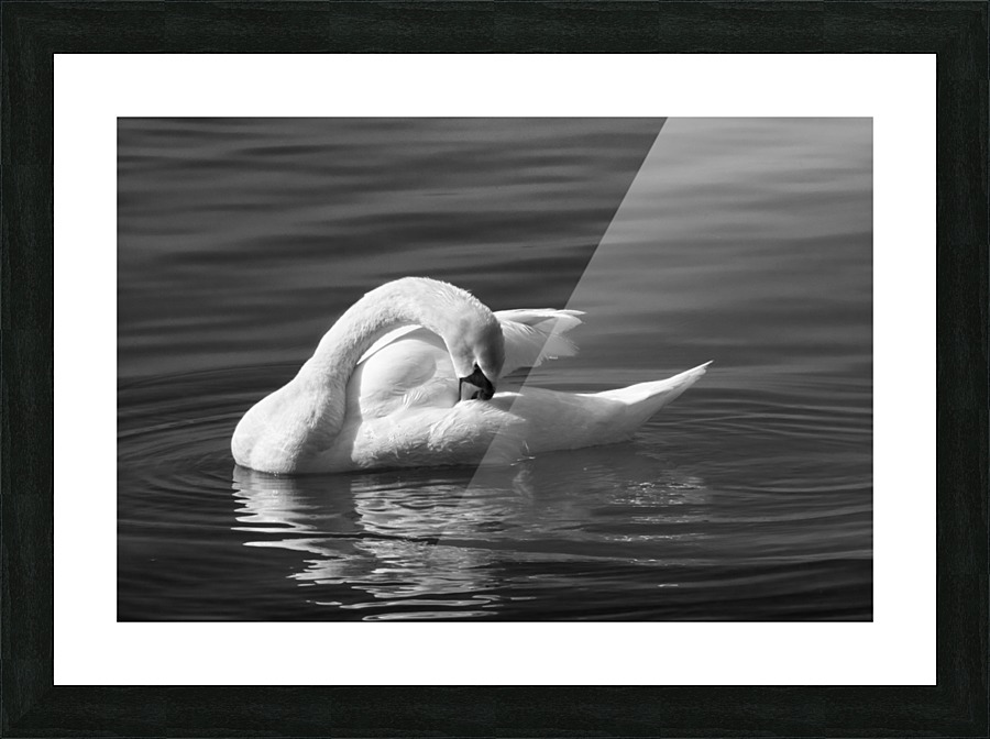 Swan 3 BW Picture Frame print