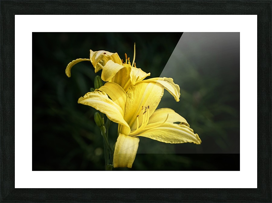 Yellow Daylily Picture Frame print