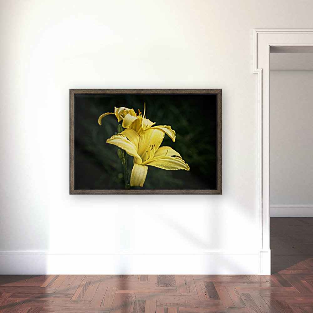Yellow Daylily Reproduction