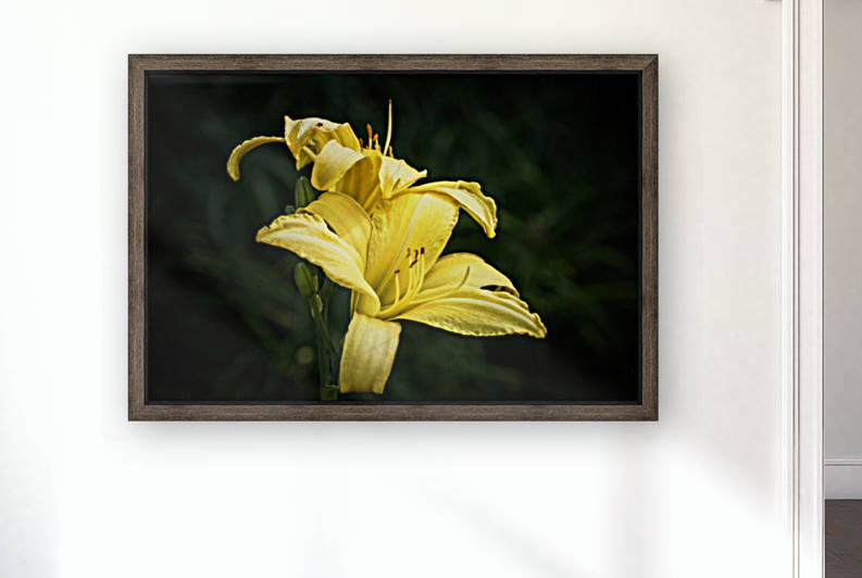 Yellow Daylily Reproduction