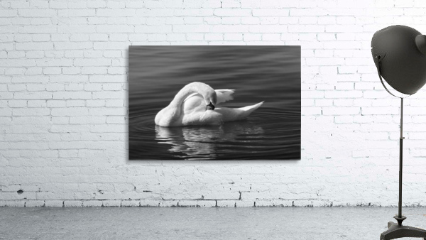 Swan 3 BW Wall Preview