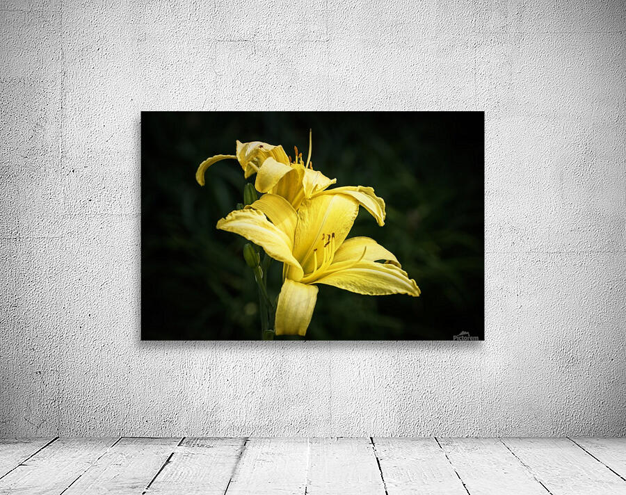 Yellow Daylily Wall Preview