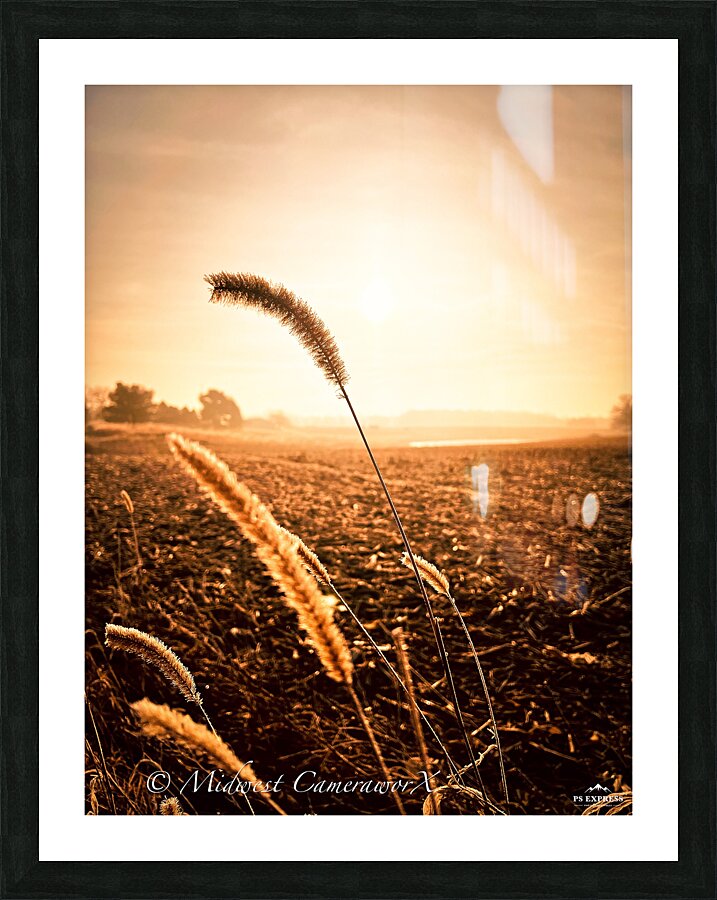 Midwestern Summer  Picture Frame print