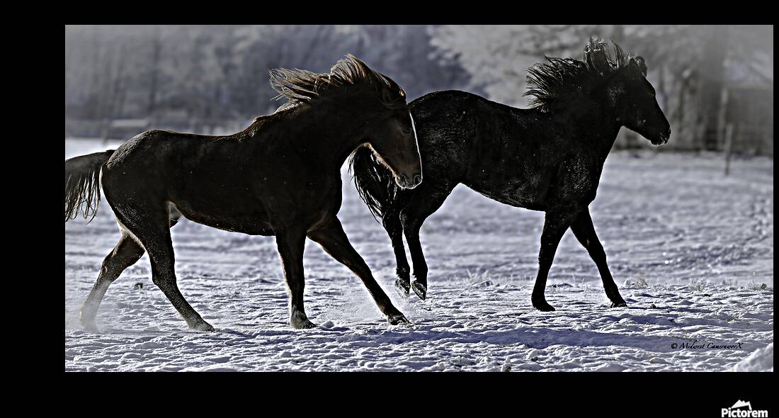 Frozen Freedom Reproduction