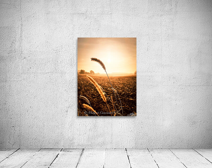 Midwestern Summer  Wall Preview