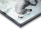 DM -Zebra002 Acrylic print