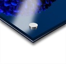Blue Acrylic print