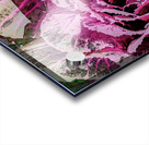 Cabbage_Rose Acrylic print
