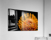 Orange Flower Acrylic Print