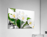 Spring Acrylic Print