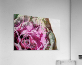 Cabbage_Rose Acrylic Print