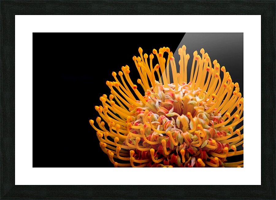 Orange Flower Picture Frame print