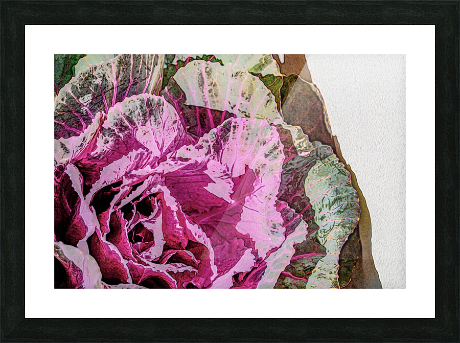 Cabbage_Rose Picture Frame print