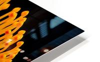 Orange Flower HD Metal print