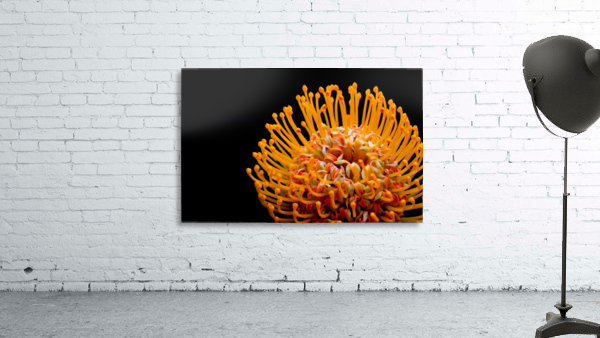 Orange Flower Wall Preview