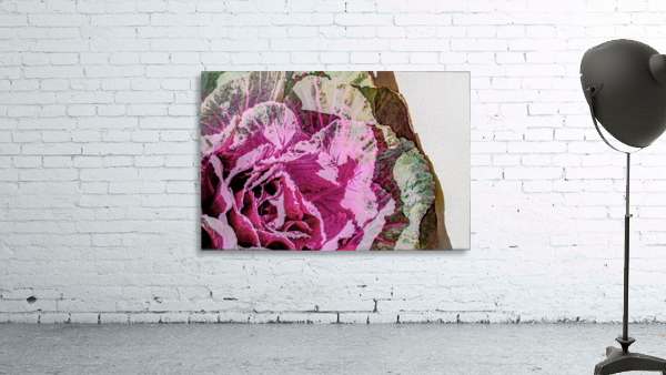 Cabbage_Rose Wall Preview