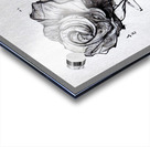 Black Rose Theory - Bright Acrylic print