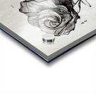 Black Rose Theory Acrylic print