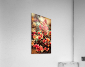 Forever Rose 1 Acrylic Print