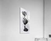 Black Rose Theory - Bright Acrylic Print