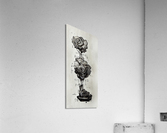 Black Rose Theory Acrylic Print