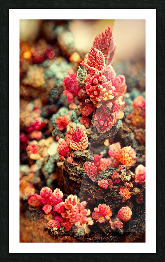 Forever Rose 1 Picture Frame print