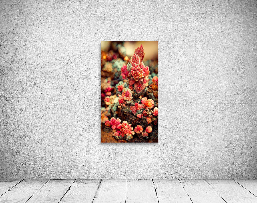 Forever Rose 1 Wall Preview