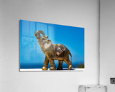 Lucky charm elephant Acrylic Print