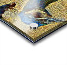 peacock 3 Acrylic print