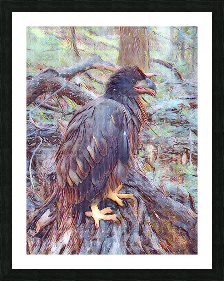 juvenile eagle Impression et Cadre photo