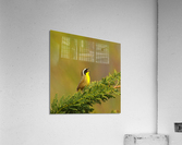 Common Yellowthroat Acrylic Print