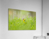 Bullocks Oriole Acrylic Print