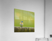 Lazuli Bunting Acrylic Print