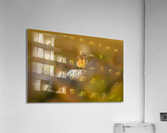 Burrowing Owl At Sunset Acrylic Print