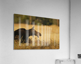Moose Acrylic Print
