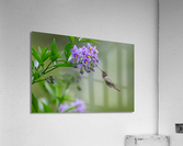 Rufous Hummingbird  Acrylic Print