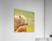 Cute Calf Acrylic Print